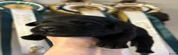Labrador Retriever dogs for sale: Black Purebred Pedigree Show Line look Labradors - Advert 12