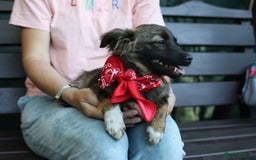 Mixed Breed dogs for adoption: 💖🐶 LOLLY & JOLIE 🐶💖 - Image 37