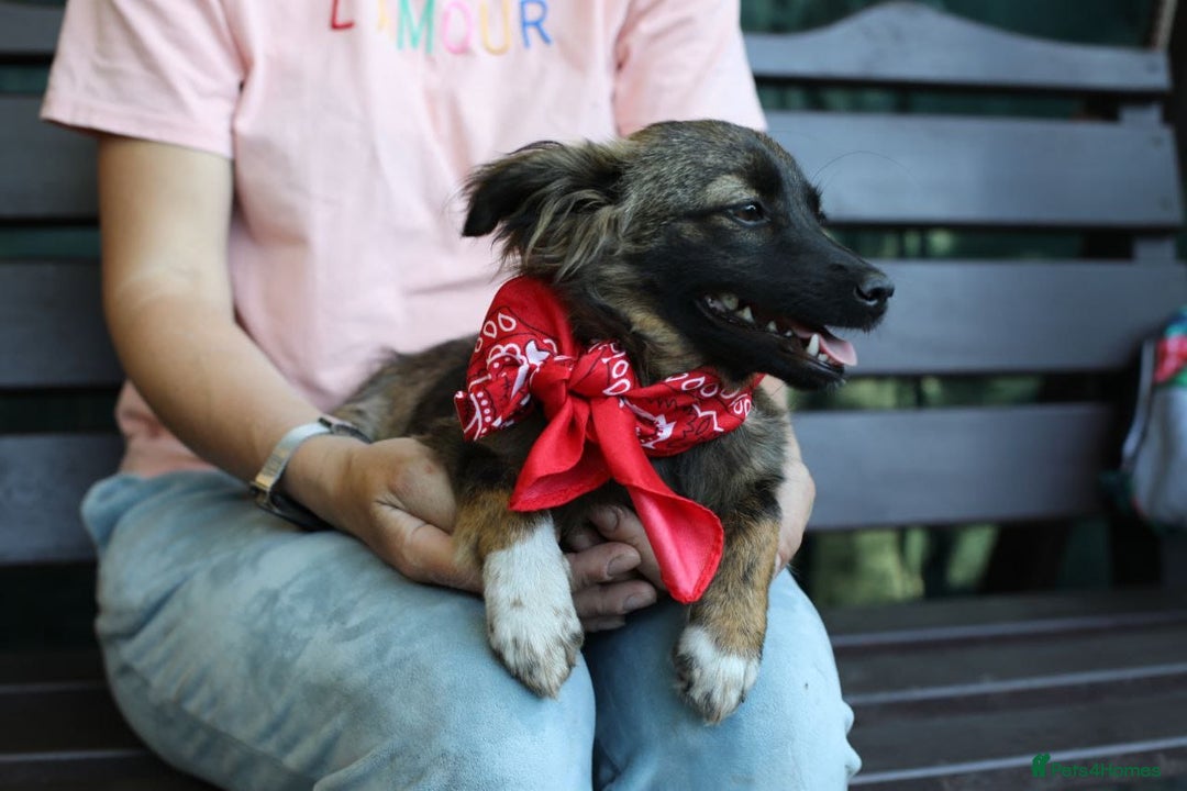 Mixed Breed dogs for adoption: 💖🐶 LOLLY & JOLIE 🐶💖 - Image 37