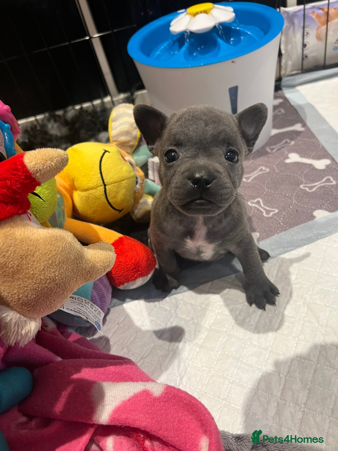 Mixed Breed dogs for sale: STUNNING UNIQUE PUPS 💙💗 - Image 25
