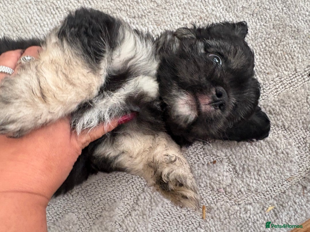 Mixed Breed dogs for sale: Beautiful Froodle pups dad pink carrier - Image 10