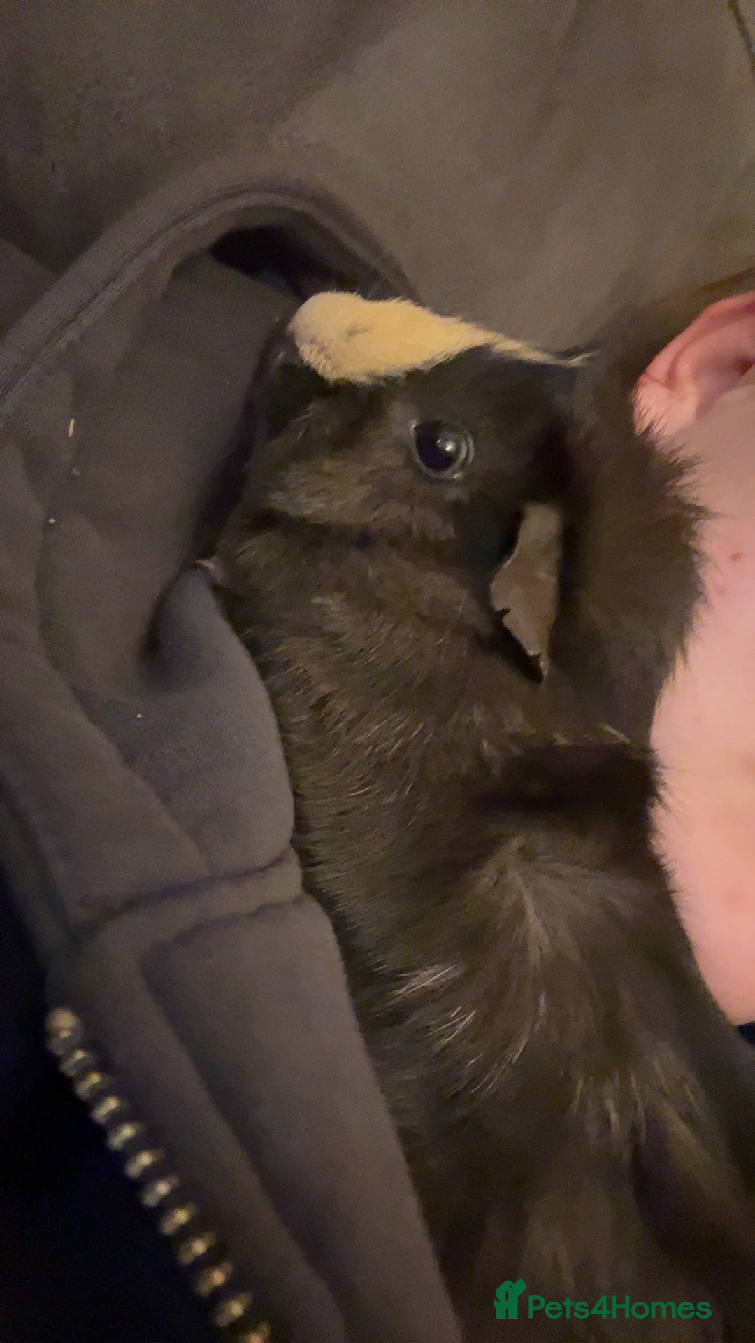 Guinea Pig rodents for sale: Rehoming my guinea pig  - Advert 2