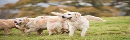 Golden Retriever dogs for sale: Fantastic Golden Retrievers in Llanrwst - Advert 4