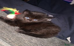 Maine Coon cats for sale: 2 Maine coon cross kittens - Advert 11