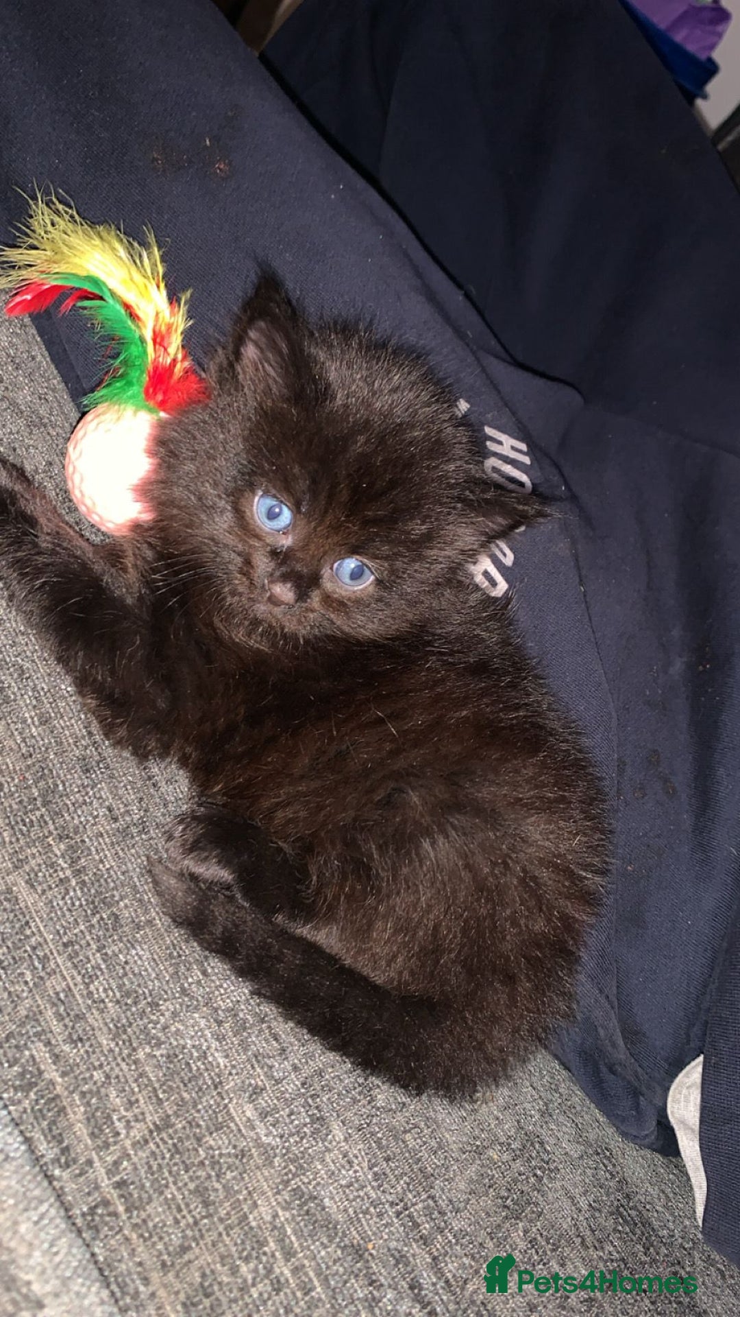 Maine Coon cats for sale: 2 Maine coon cross kittens - Advert 11