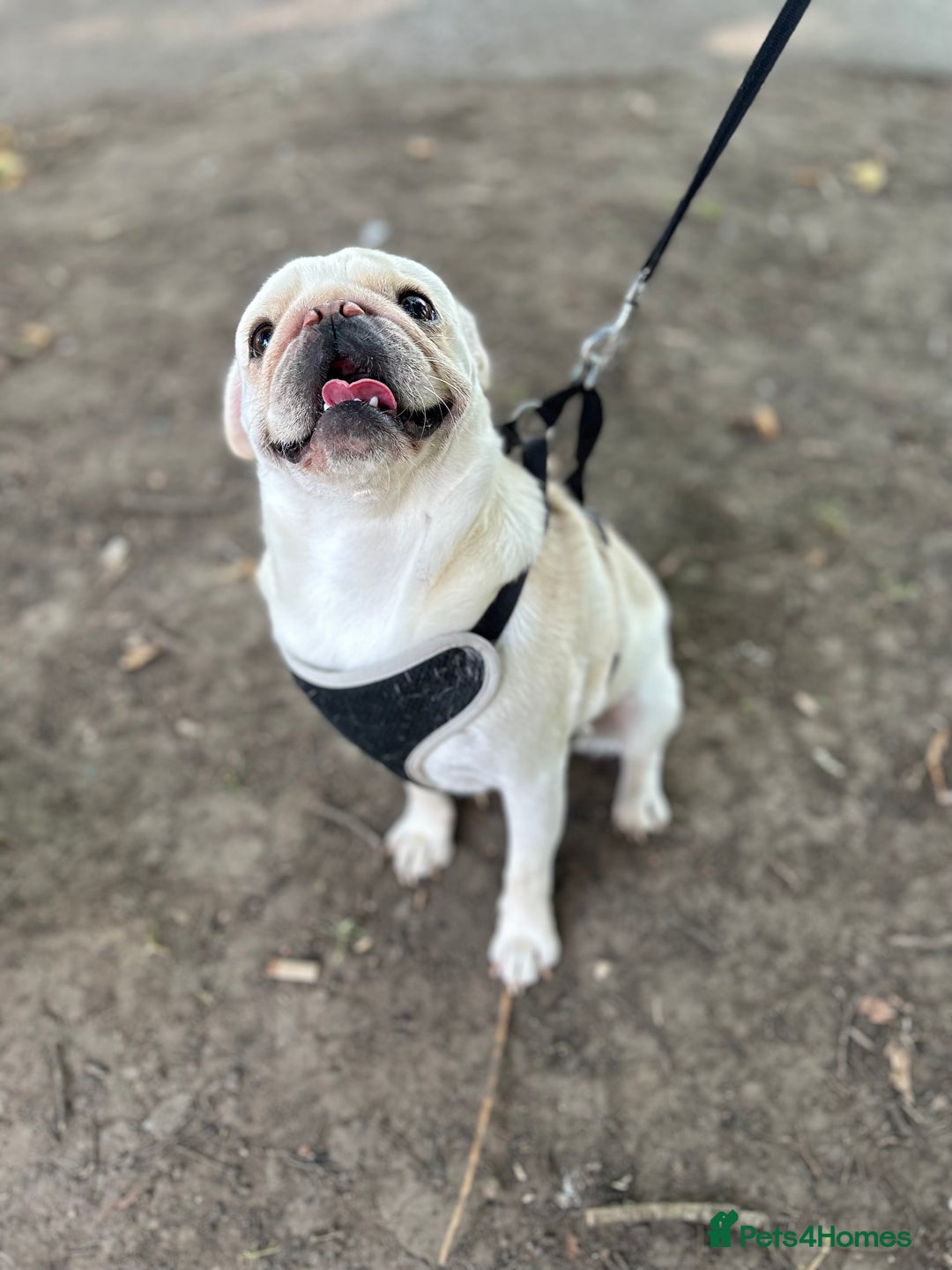 Pug dogs for sale: Pablo the pug  - Image 2