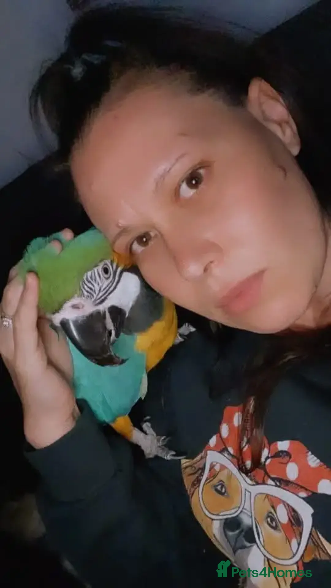 Macaws birds for sale: Adorable Blue and gold macaw parrots - Image 2