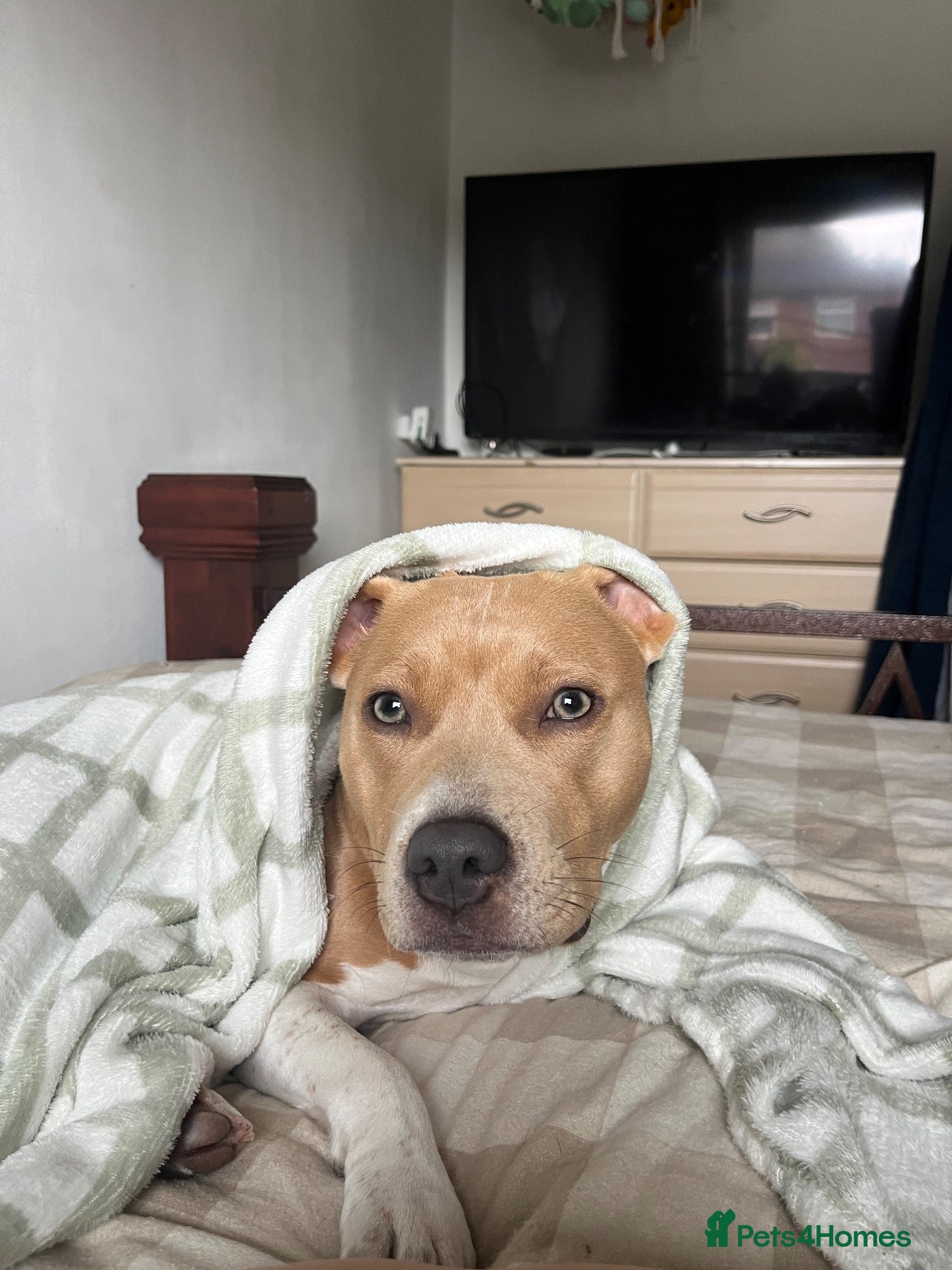 Mixed Breed dogs Female staffy cross  - Advert 2