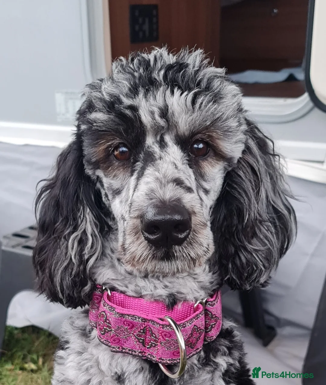 Mixed Breed dogs for sale: ☀️🌙Waiting list open🌙☀️ - Advert 40