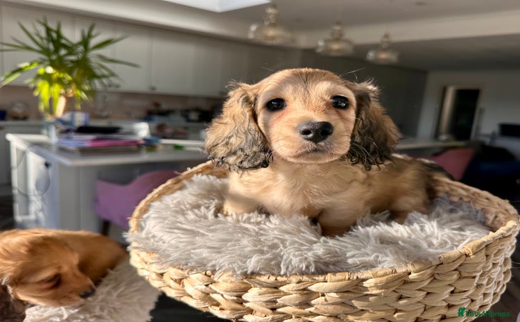 Miniature Dachshund dogs - Advert 2