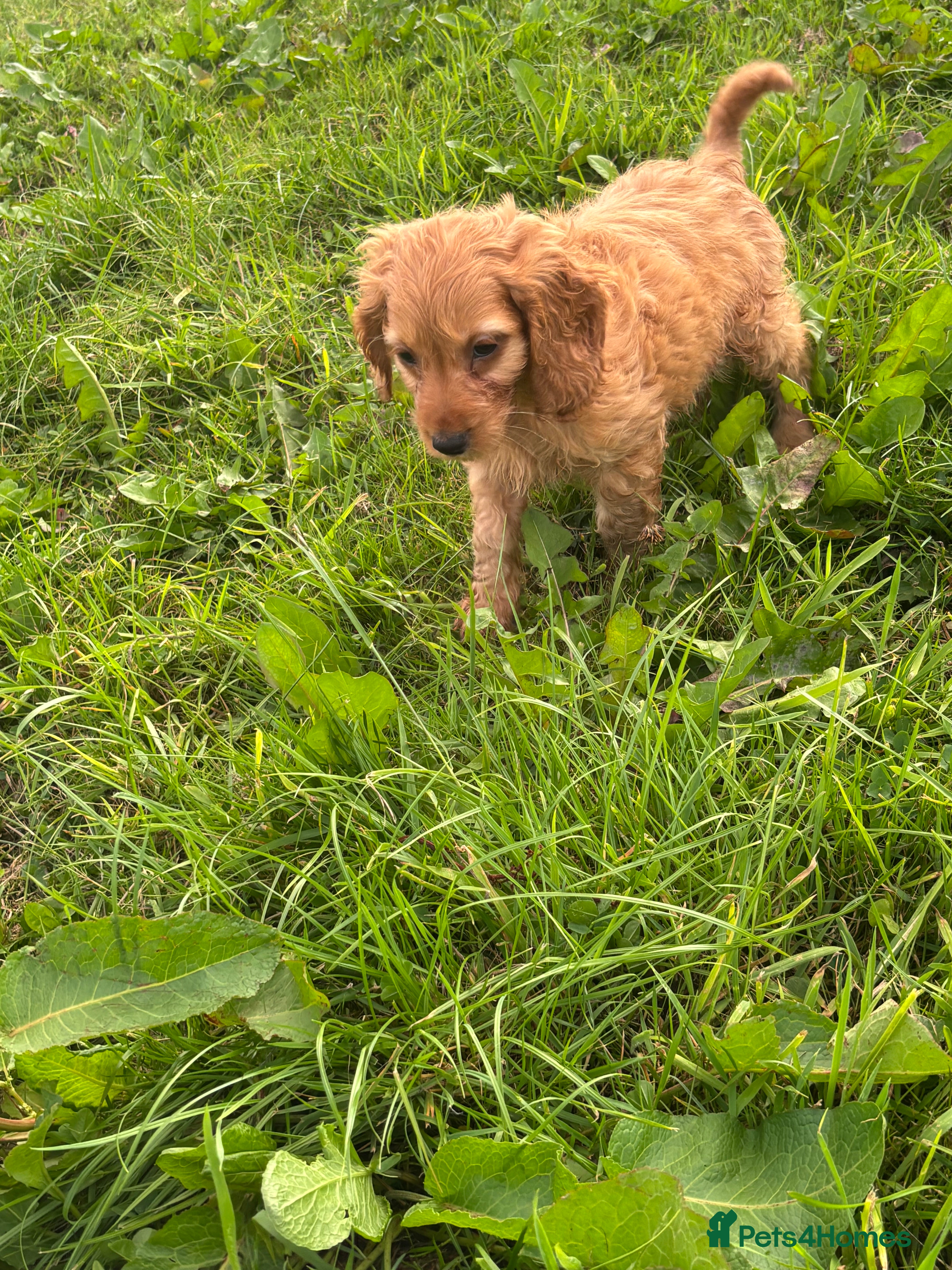 Cockapoo dogs Cockapoo pups - Advert 4