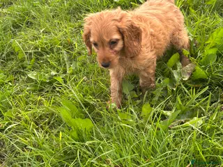 Cockapoo dogs Cockapoo pups - Advert 4