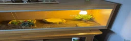 Hermann Tortoise reptiles for sale: Horsefieild male tortoise  in Choppington - Advert 4