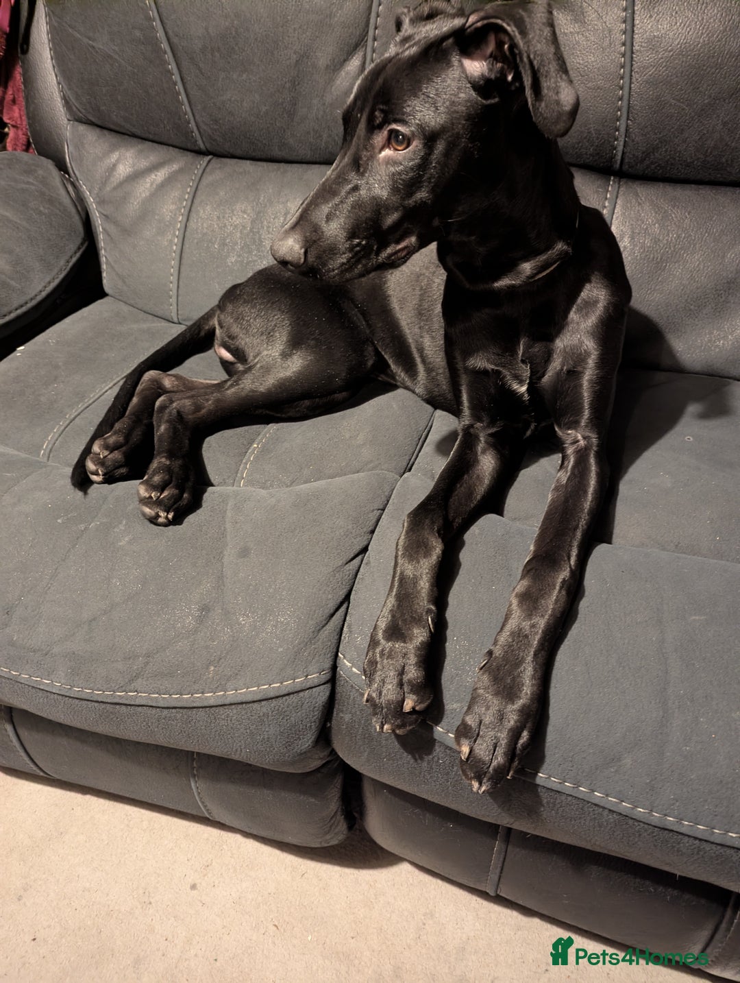 Mixed Breed dogs for sale: Doberman x Lurcher, Cosmo - Advert 2