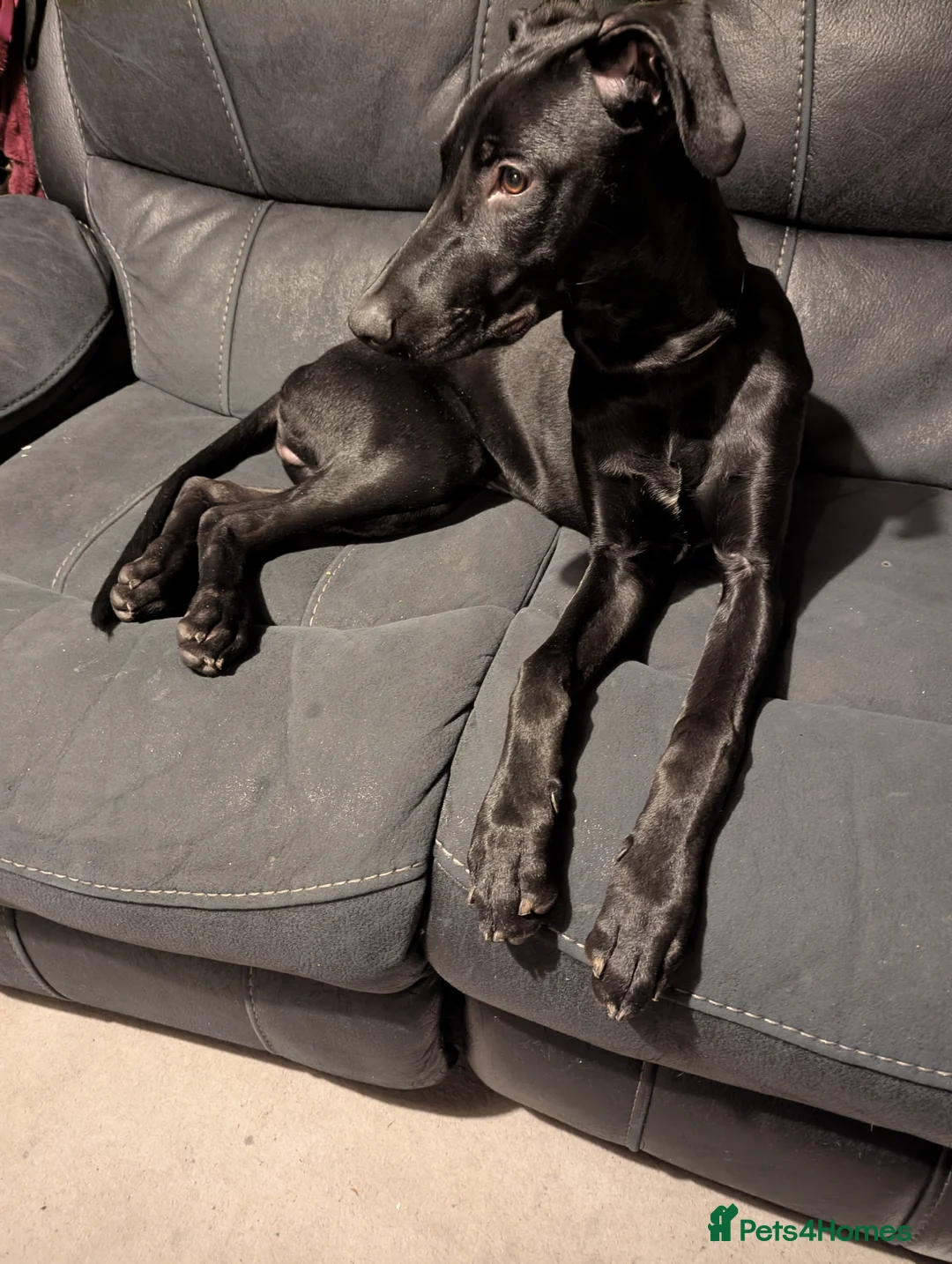 Mixed Breed dogs for sale: Doberman x Lurcher, Cosmo - Advert 2