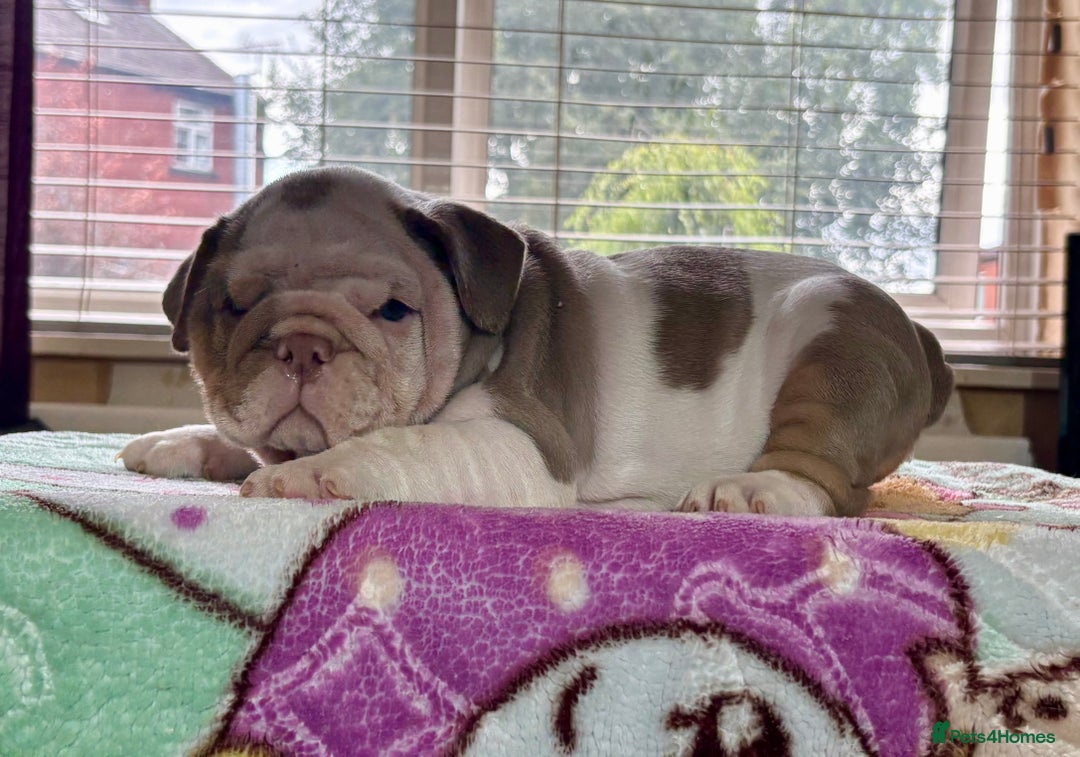 English Bulldog dogs for sale: Mr muscles pup 7 weeks old ready to go 28th  - Image 22