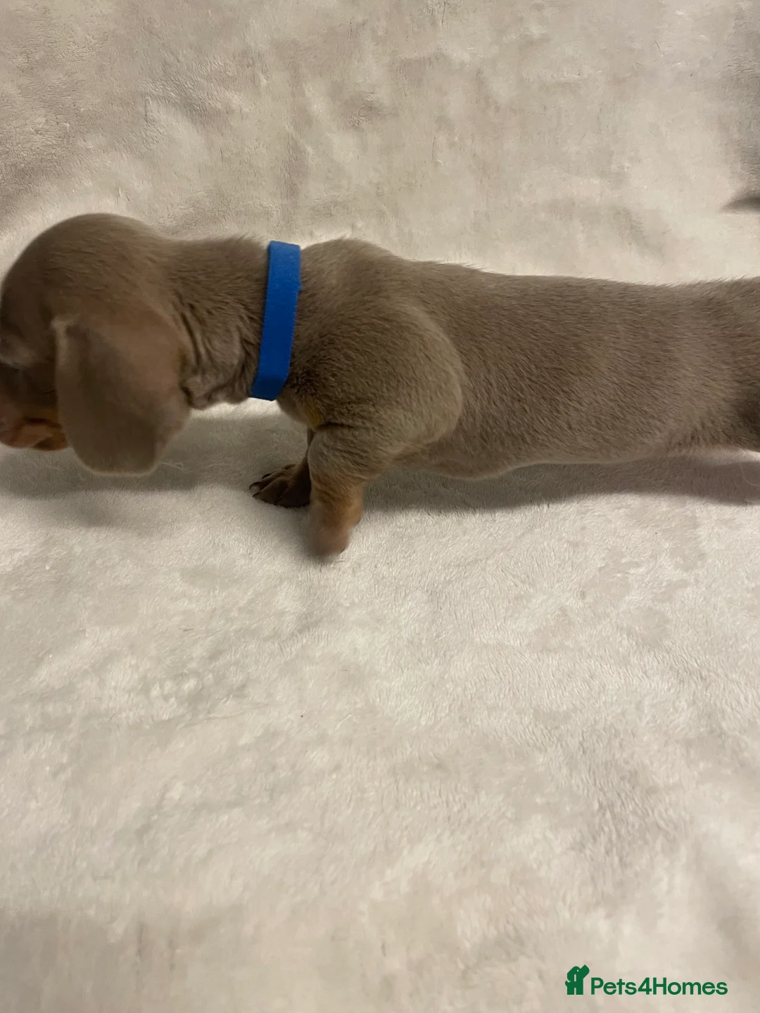 Dachshund dogs for sale: Isabella and tan miniature dachshunds  - Advert 3