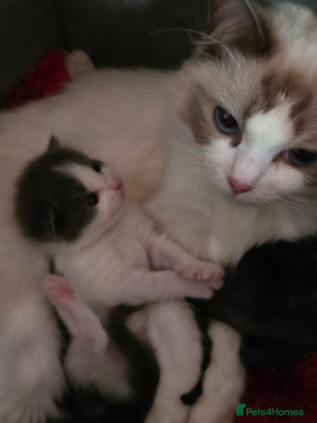 Ragdoll cats for sale: Ragdoll mix - Image 5