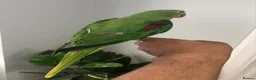 Parrots birds for sale: Beautiful hand tamed parrots for sale  - Advert 4