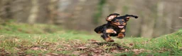 Cocker Spaniel dogs for stud: Stunning Black and Tan stud - Advert 5