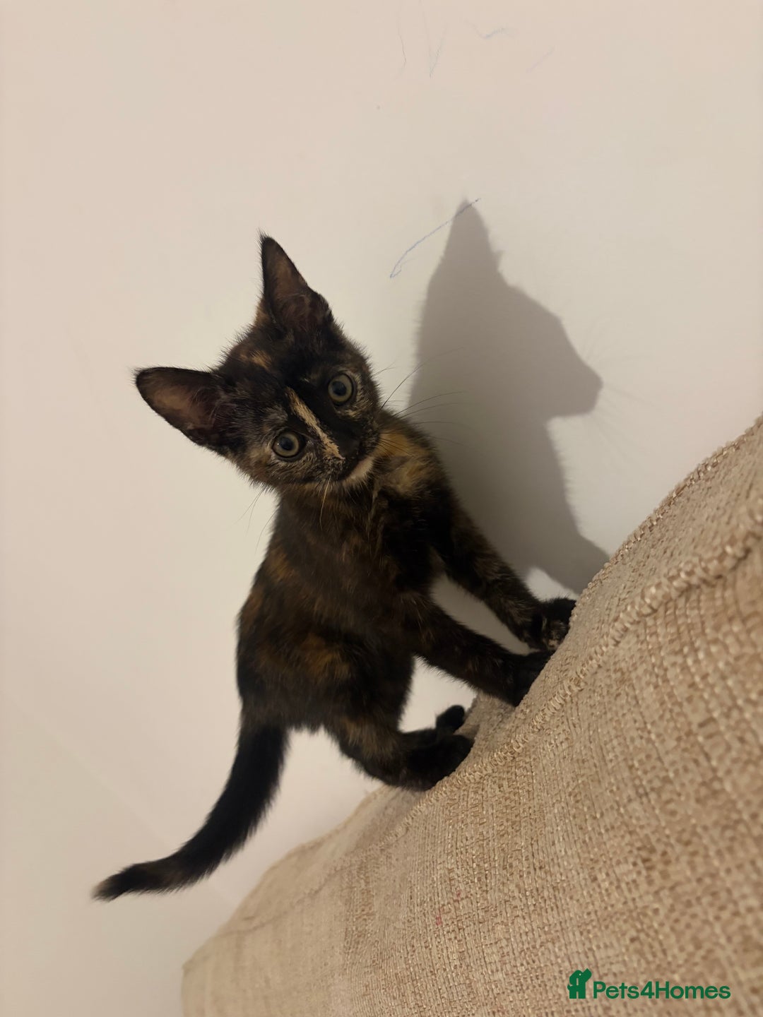 Mixed Breed cats for sale: Female Kitten for sale  - Advert 2