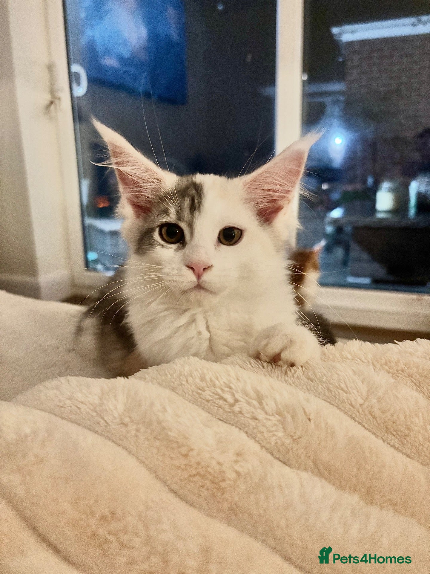 Maine Coon cats for sale: Stunning litter of Maine coon babies!  - Advert 7