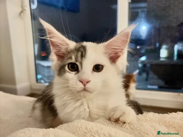 Maine Coon cats for sale: Stunning litter of Maine coon babies! - Advert 7