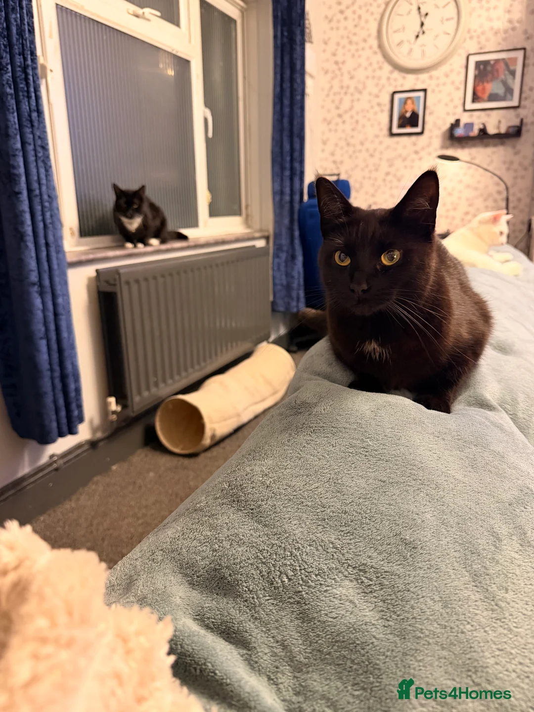 Mixed Breed cats for sale: Teddy and monkey. Bonded brothers  in Stoke-on-Trent - Advert 2