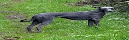 Whippet dogs for sale: Whippet puppies  - Advert 3