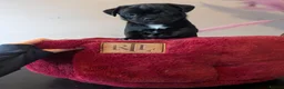 Mixed Breed dogs for sale: Pug x Lab x Jack Russell Puppies in Leicester - Advert 10