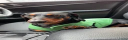 Dachshund dogs for stud: Stunning Standard Dachshund for Stud - Advert 4