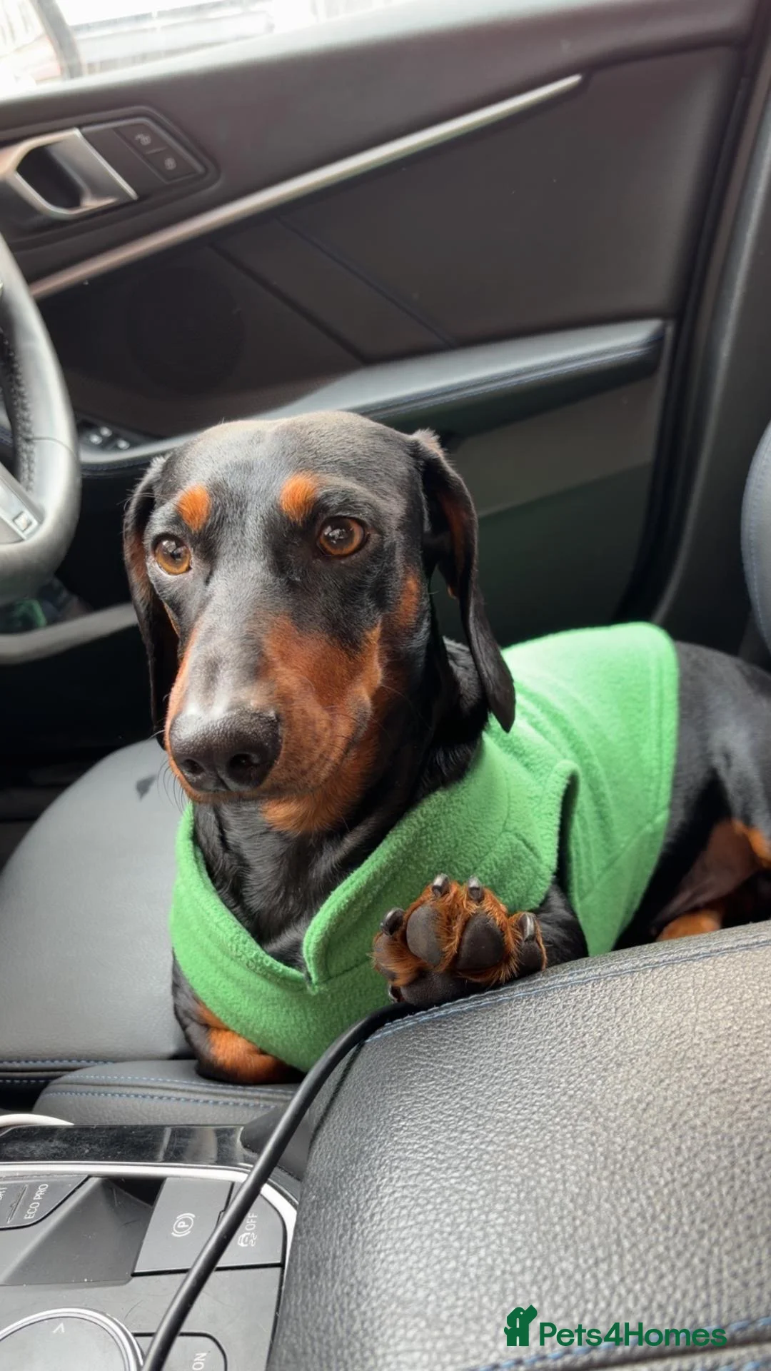Dachshund dogs for stud: Stunning Standard Dachshund for Stud - Advert 4