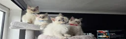 Ragdoll cats for sale: Ragdoll kittens  - Advert 6