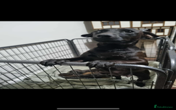 Patterjack dogs for sale: 6 Beautiful Paterjack puppies available  - Image 5