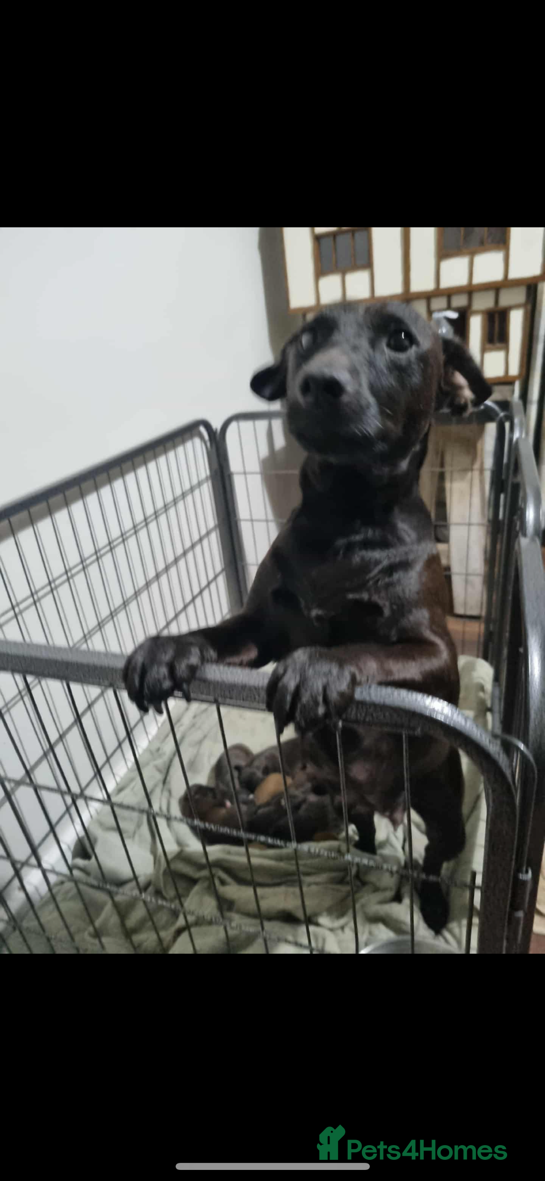 Patterjack dogs for sale: 6 Beautiful Paterjack puppies available  - Image 5