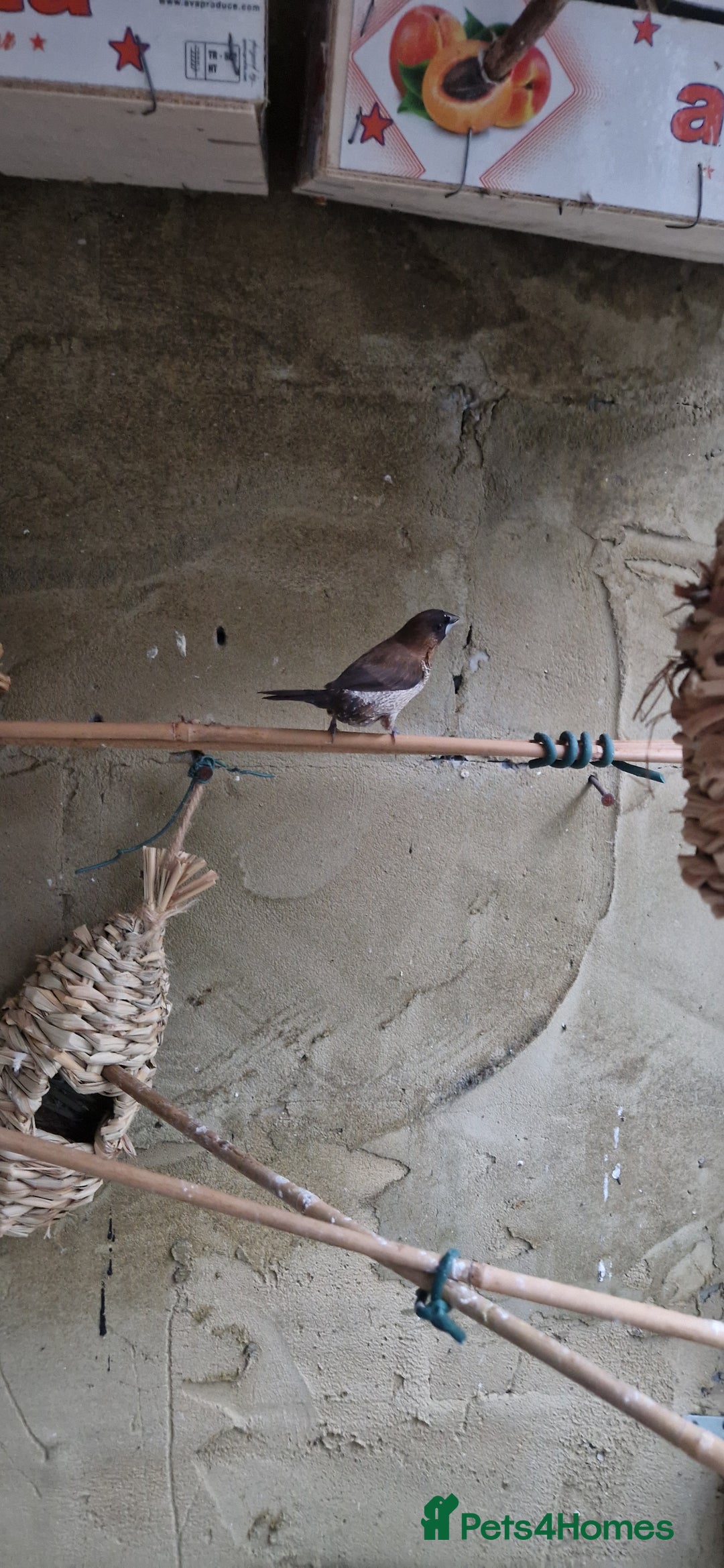 Finches birds for sale: Benghal and Helans finches for sale in E12 - Advert 9