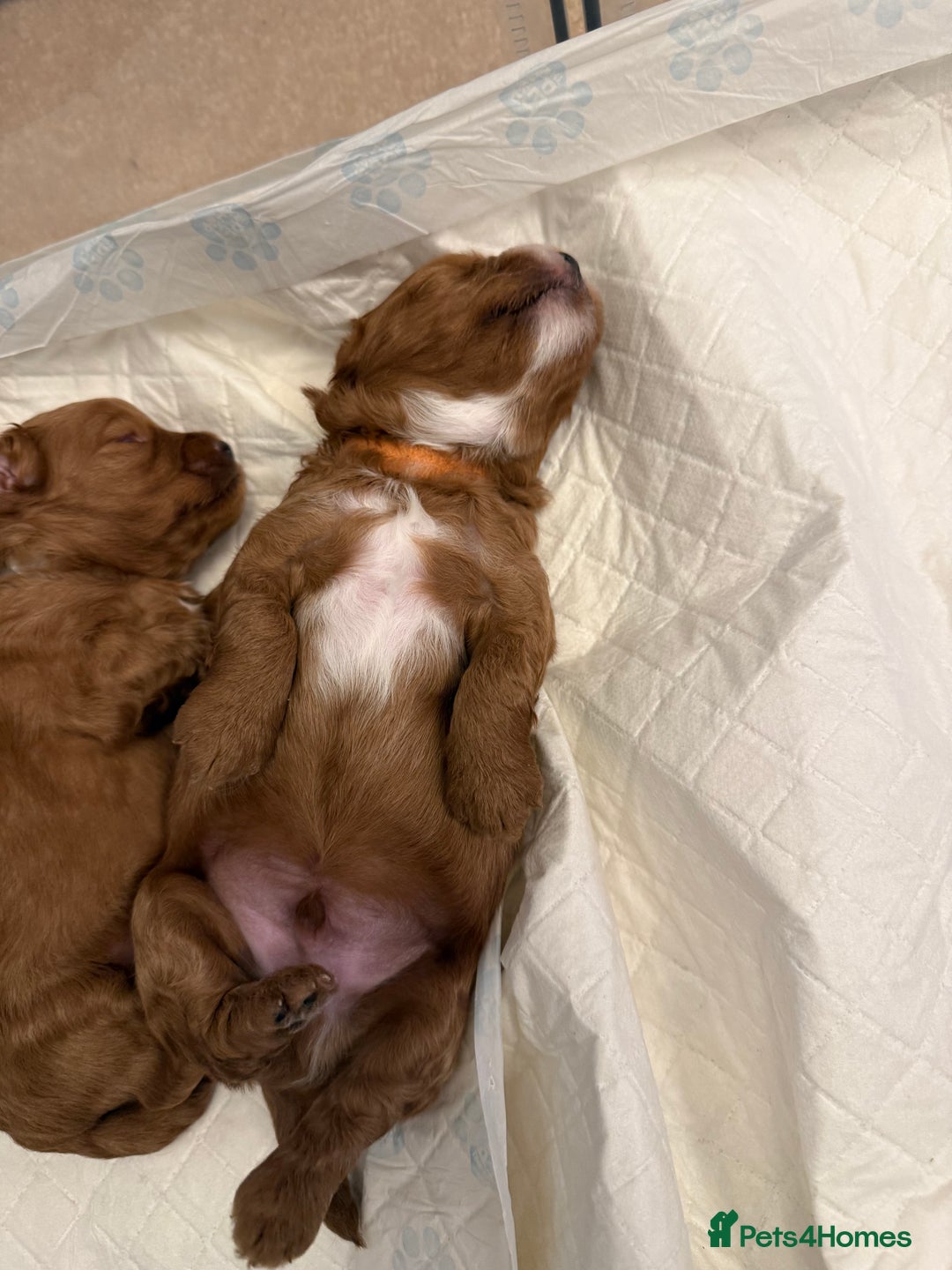 Cockapoo dogs for sale: Championship bloodline F1B toy Cockapoos  - Advert 21