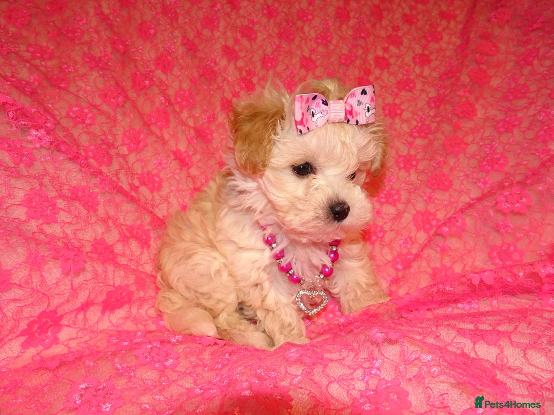 Maltipoo dogs for sale: *Apricot F1 Maltese x Toy Poodle Maltipoo Puppy* - Advert 19