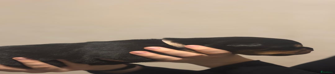 Pink Rottweiler Puppy 3