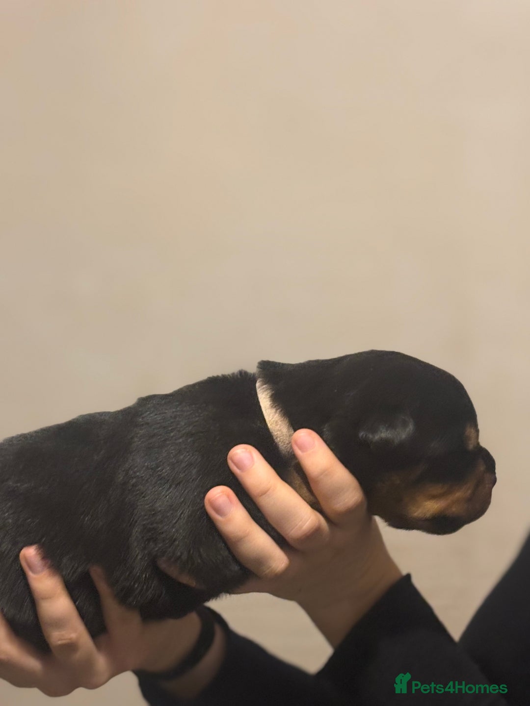 Rottweiler dogs for sale: Rottweiler puppies - Image 9