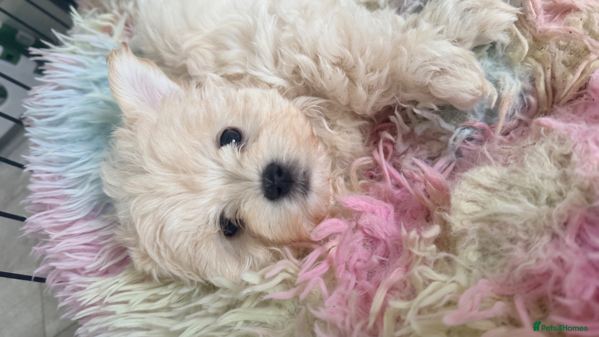 Maltipoo dogs Asian Toy Maltipoos  - Advert 8