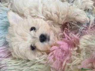 Maltipoo dogs Asian Toy Maltipoos - Advert 8