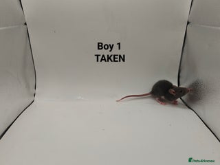 Rat rodents - Advert 7