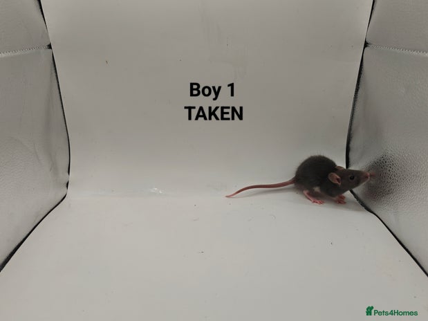 Rat rodents - Advert 6