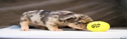 French Bulldog dogs for sale: Fluffy  **  French Bulldogs Puppy - Advert 37