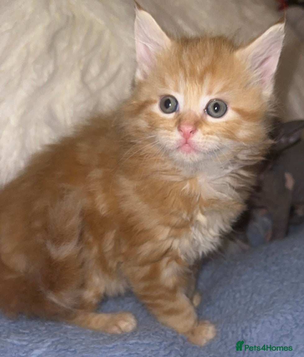 Mixed Breed cats Price lowered for gorgeous boy!!! - Advert 5