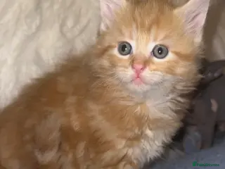 Mixed Breed cats Price lowered for gorgeous boy!!! - Advert 5