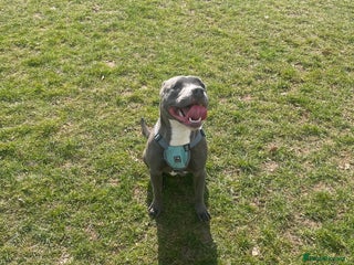 Staffordshire Bull Terrier dogs Blue staffie puppies - Advert 1