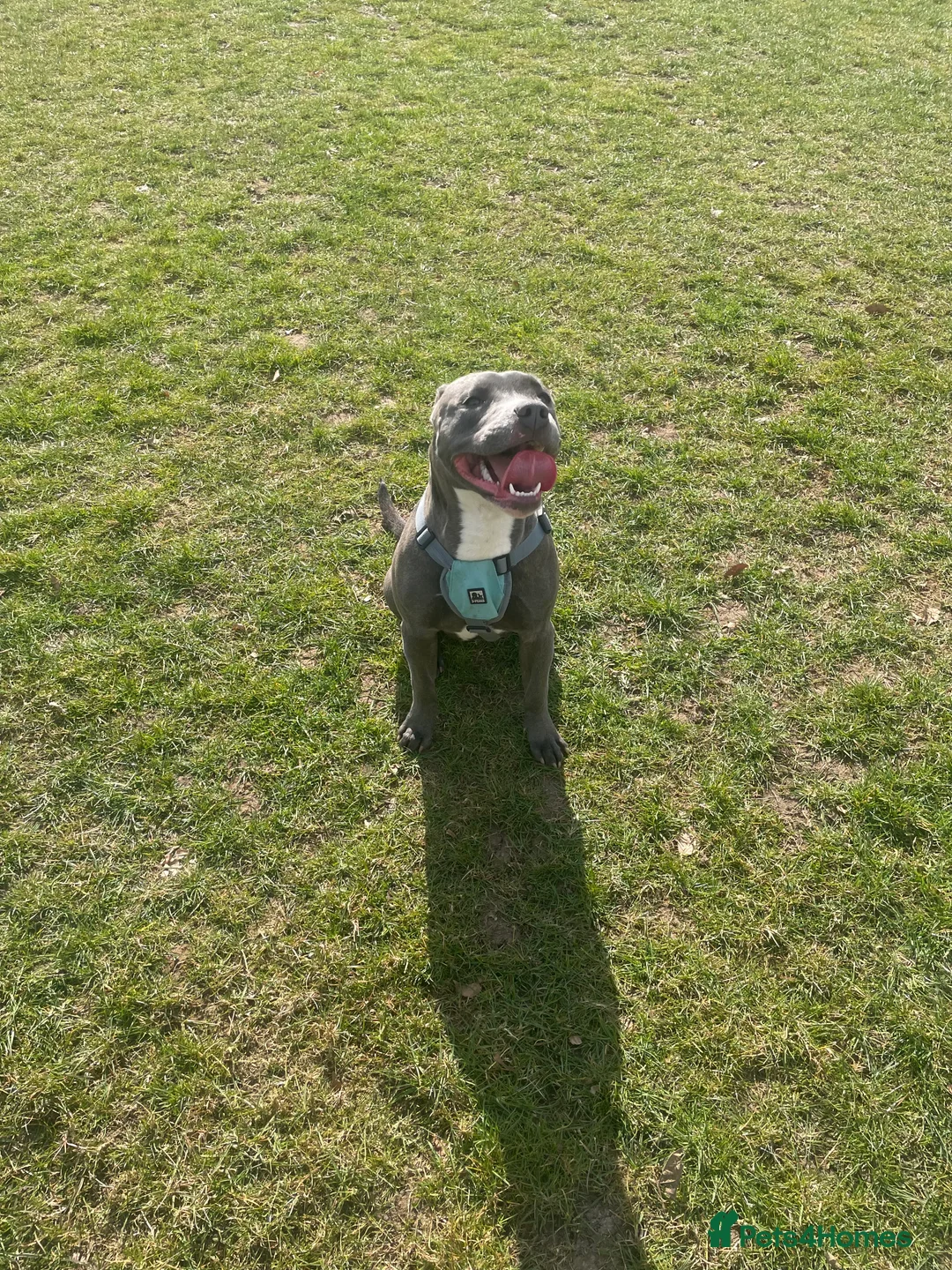 Staffordshire Bull Terrier dogs for sale: Blue staffie puppies   - Advert 3