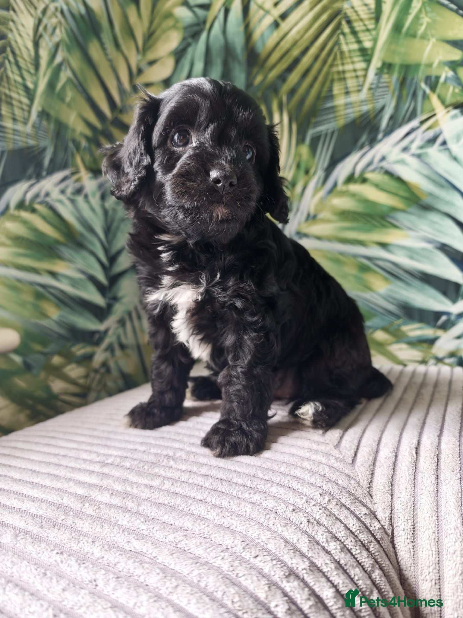 Cavapoo dogs Little fluffs available in two weeks - Advert 4